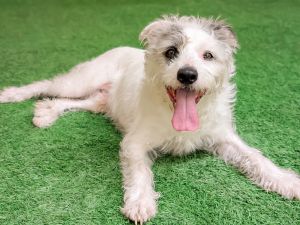 Hi there My name is Mac and Im a neutered 6-year-old terrier mix that weighs about 38lbs Im a 