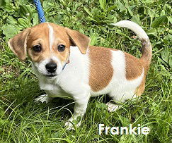 Frankie