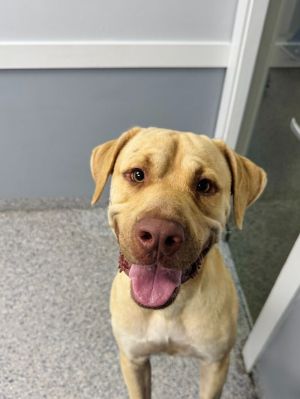Jack Mixed Breed Dog