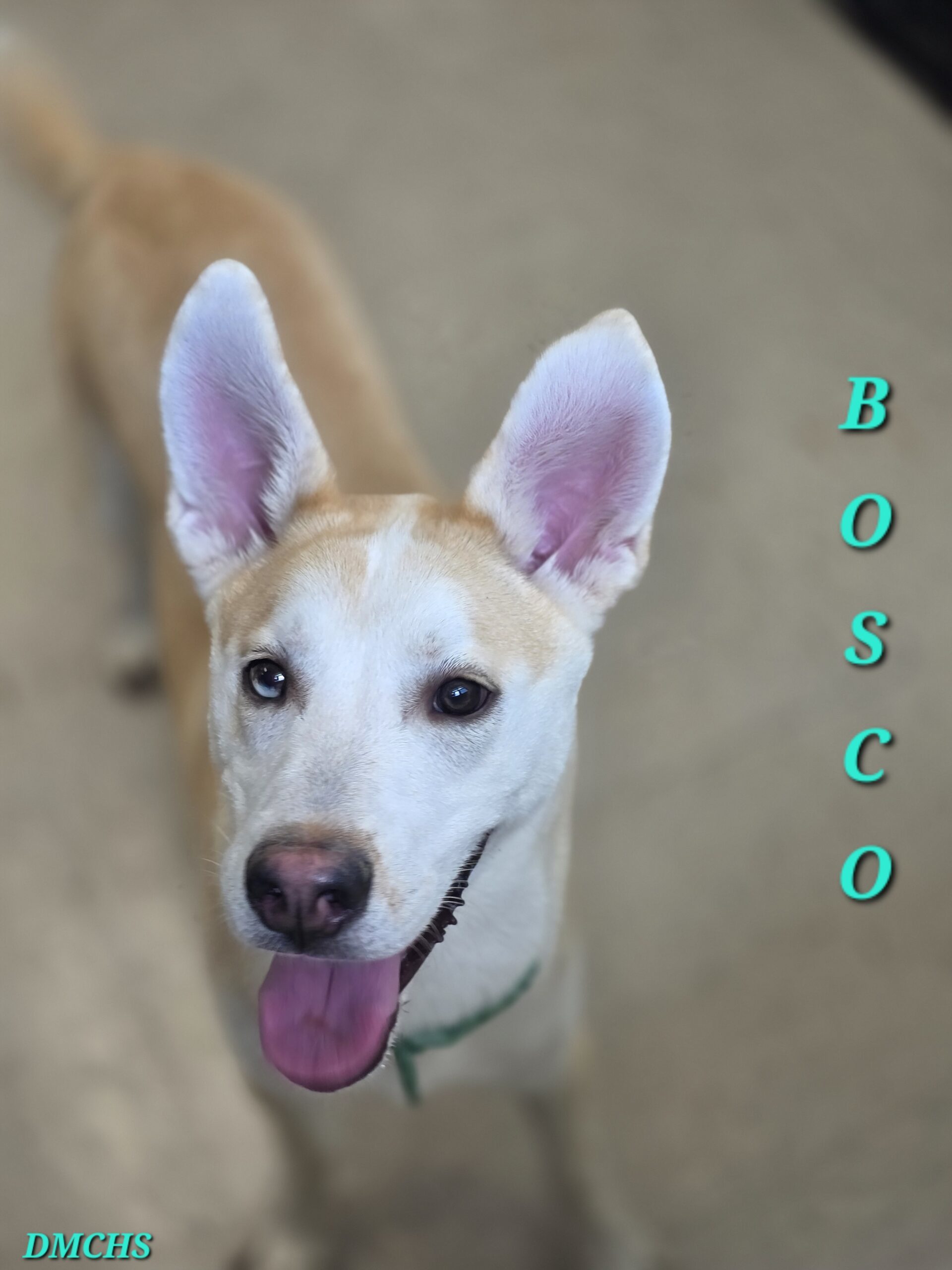 Bosco