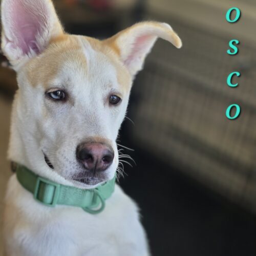 Bosco