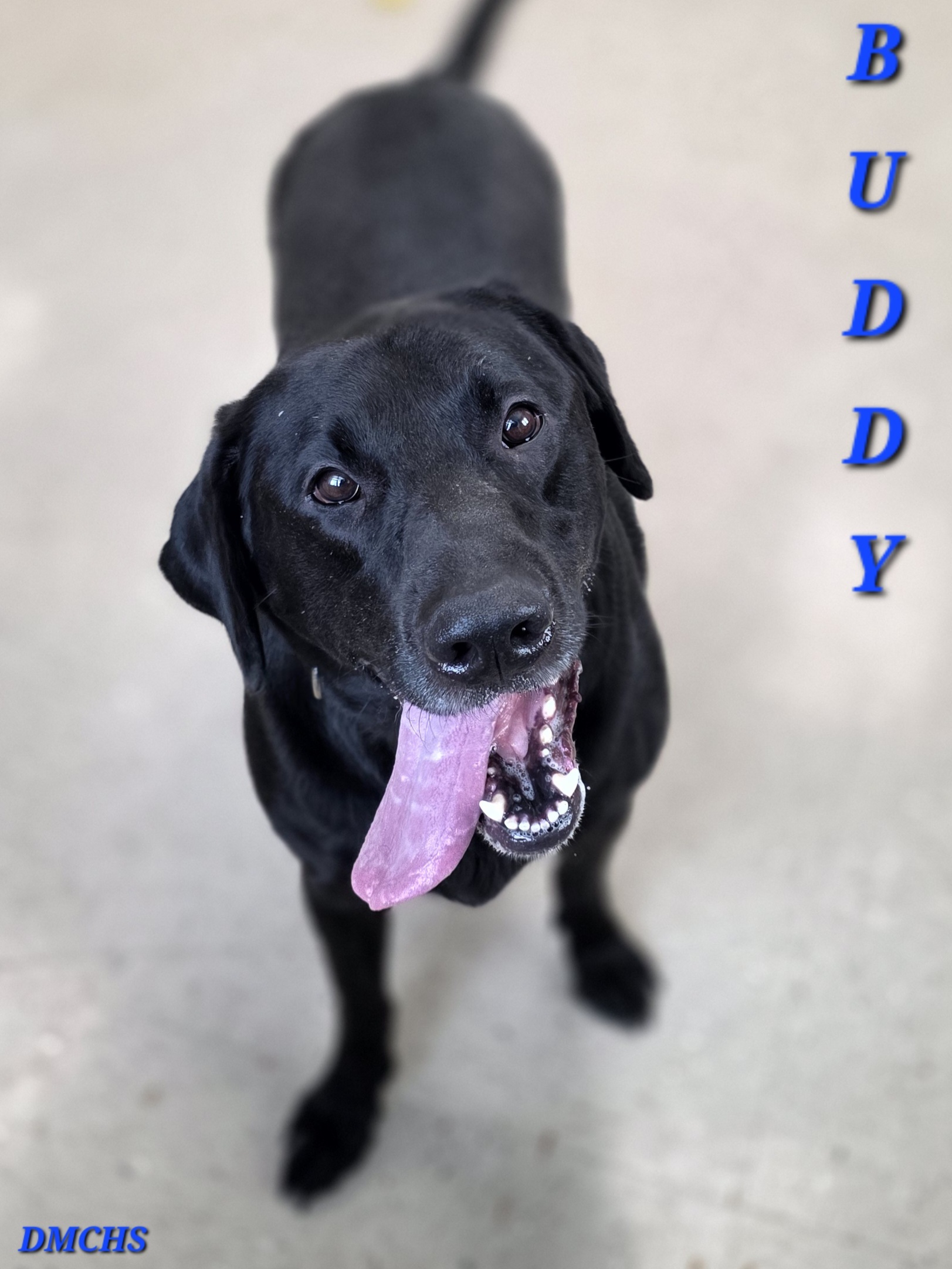 Buddy