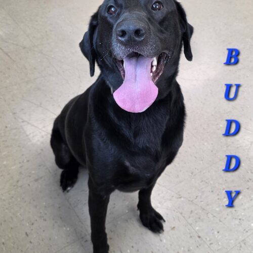 Buddy