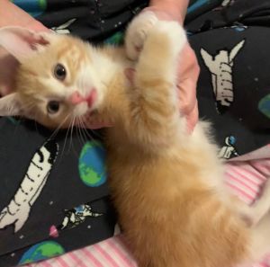 Jordan Domestic Short Hair Cat