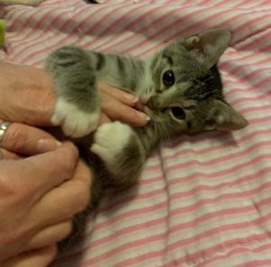 Logan Domestic Short Hair Cat