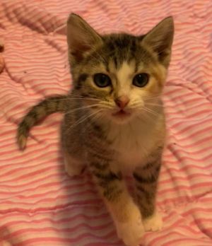 Holly Domestic Short Hair Cat