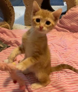 Freddy Domestic Short Hair Cat