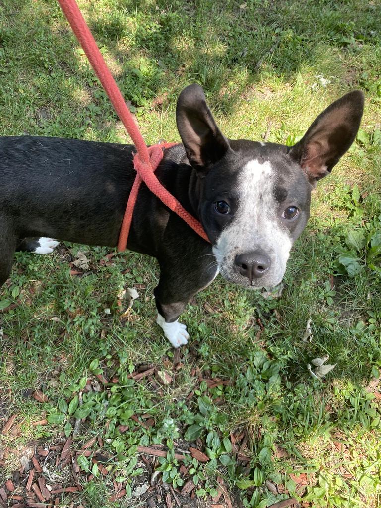 Oreo