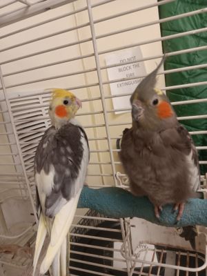 Layla, Adult Female unknown