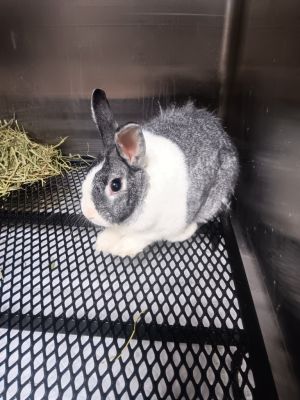 Jasper, Adult Male unknown