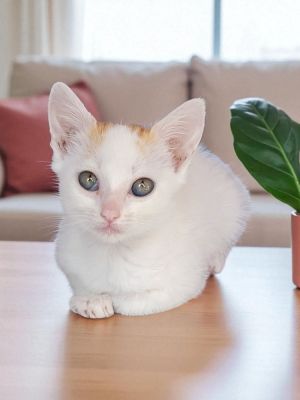 Kaydee (courtesy post) Domestic Short Hair Cat
