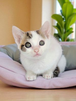 Claudia (courtesy post) Domestic Short Hair Cat