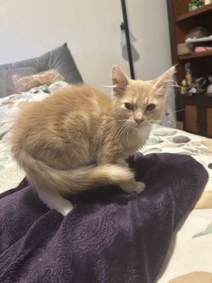 Oliver Maine Coon Cat