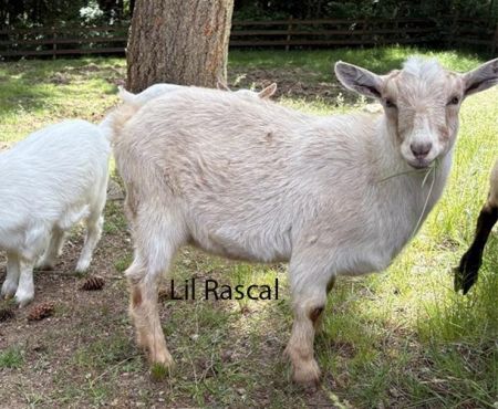 Lil Rascal, Baby Male Goat