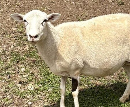 Razzle / Jazz, Adult Female Sheep