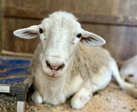 Santana, Adult Male Sheep