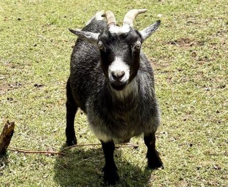 Janis, Adult Female Goat