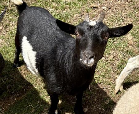 Gigi, Young Female Goat