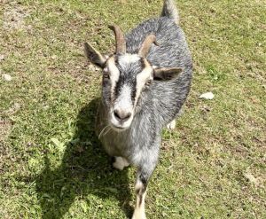 Jayme, Adult Female unknown