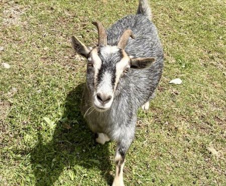 Jayme, Adult Female Goat