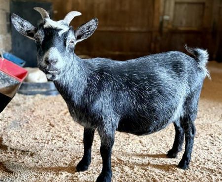 Jill / Capricorn, Young Female Goat