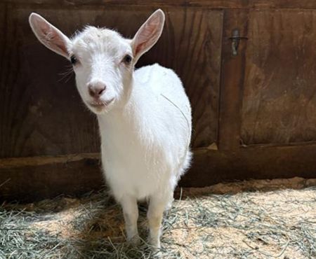 Billy / Capricorn, Baby Male Goat