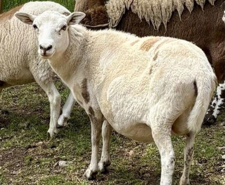 Nadine / Pepper, Adult Female Sheep