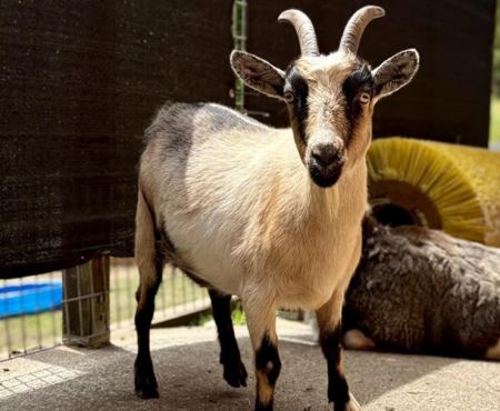 Deb, Adult Female Goat