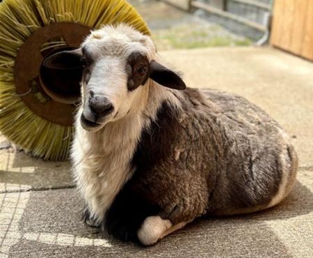 Carlos, Adult Male Sheep