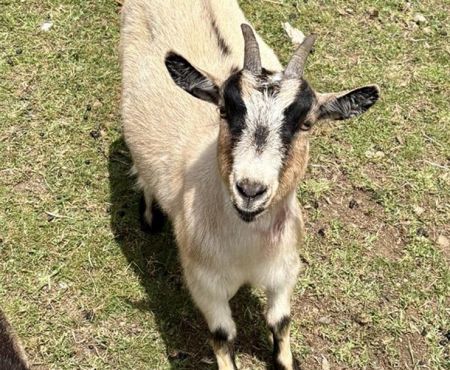 Whitney / Shaunessy / Francine, Adult Female Goat