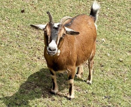 Heather, Adult Female Goat