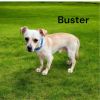 Buster photo 3