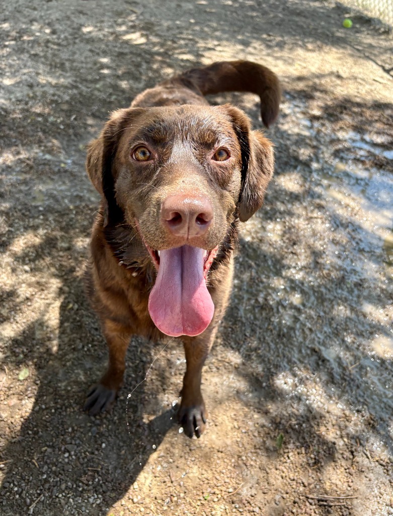Hope, an adoptable Labrador Retriever in Rock Springs, WY, 82901 | Photo Image 1