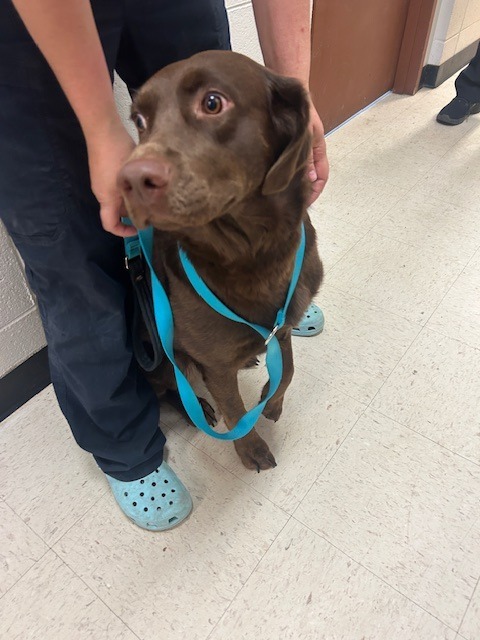 Hope, an adoptable Labrador Retriever in Rock Springs, WY, 82901 | Photo Image 2