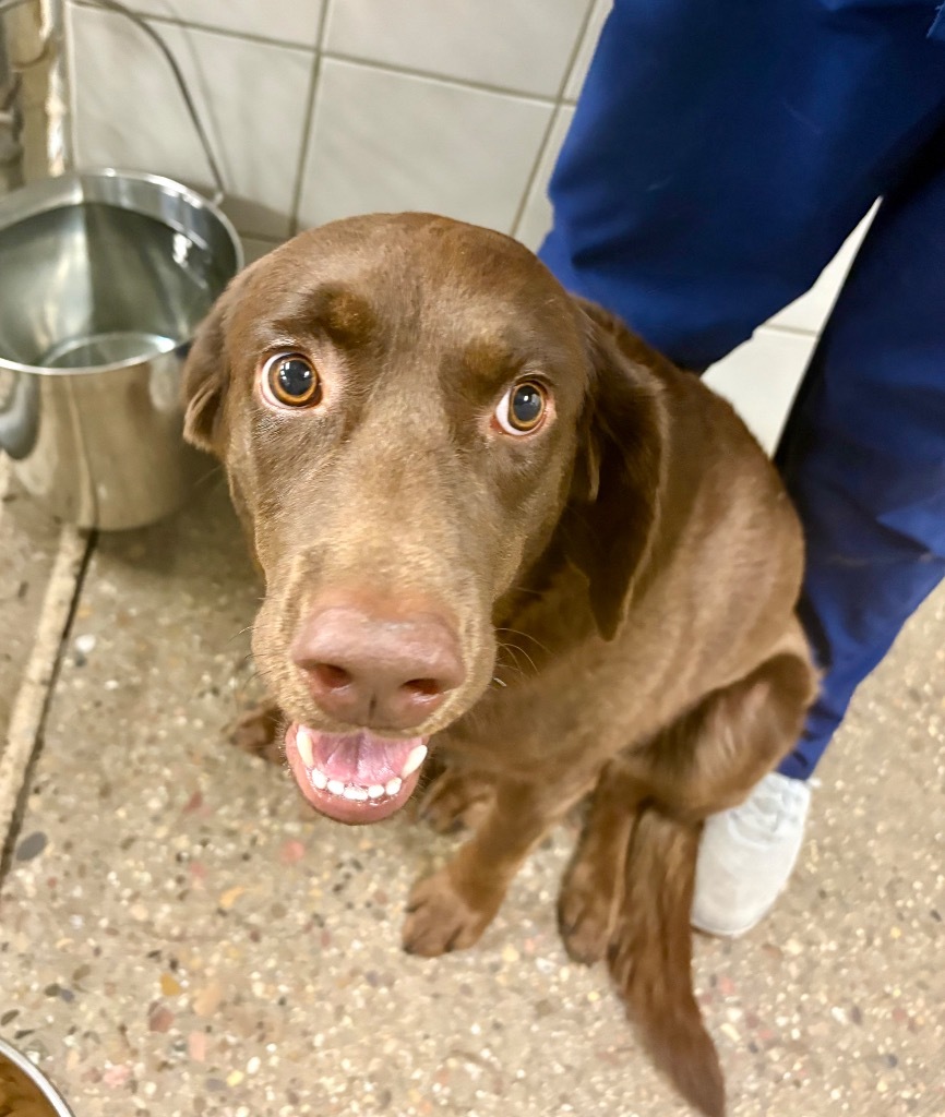 Hope, an adoptable Labrador Retriever in Rock Springs, WY, 82901 | Photo Image 3