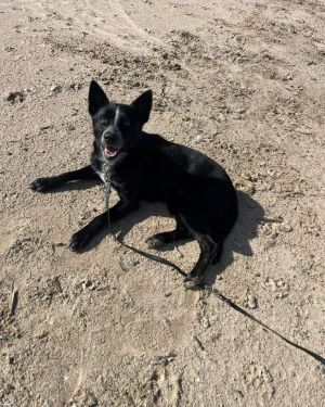 Maddie, Adult Female unknown