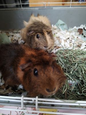 Squeak, Adult Female unknown