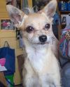 Sampson photo 1