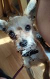 Sampson photo 3