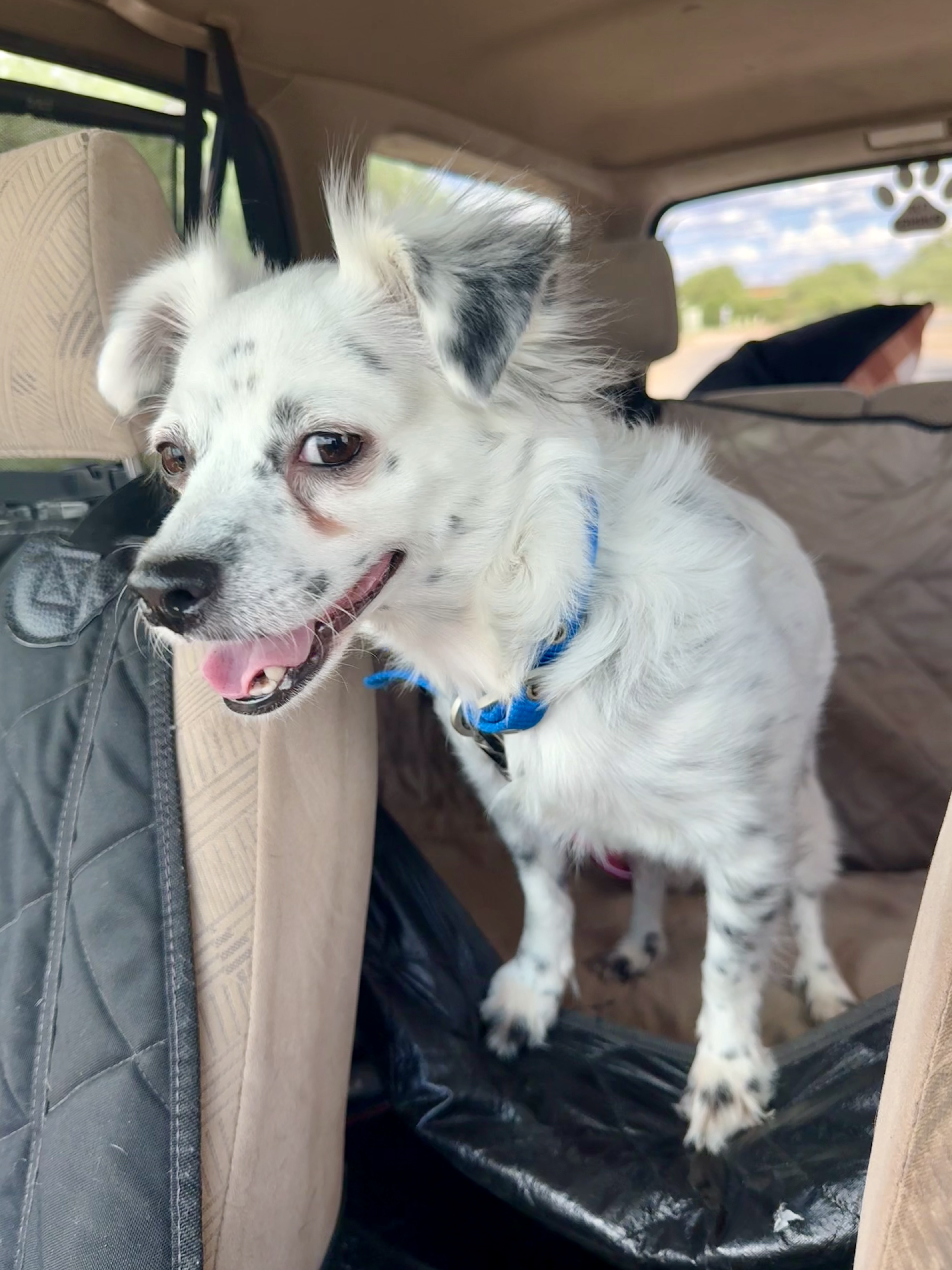 Lukas, an adoptable Papillon in Tucson, AZ, 85712 | Photo Image 1
