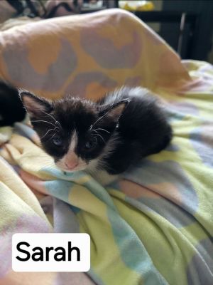Sara Tee (AKA Sarah), Baby Female unknown