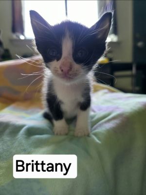 Brittany, Baby Female unknown