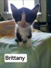 Brittany photo 1