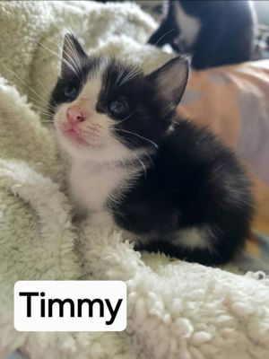 Timmy, Baby Male unknown