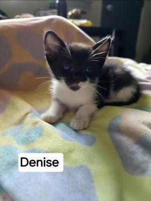 Denise, Baby Female unknown