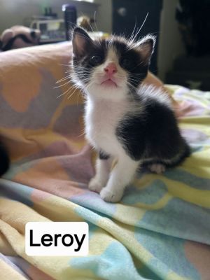Leroy, Baby Male unknown