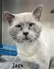 Jack 2: FIV+