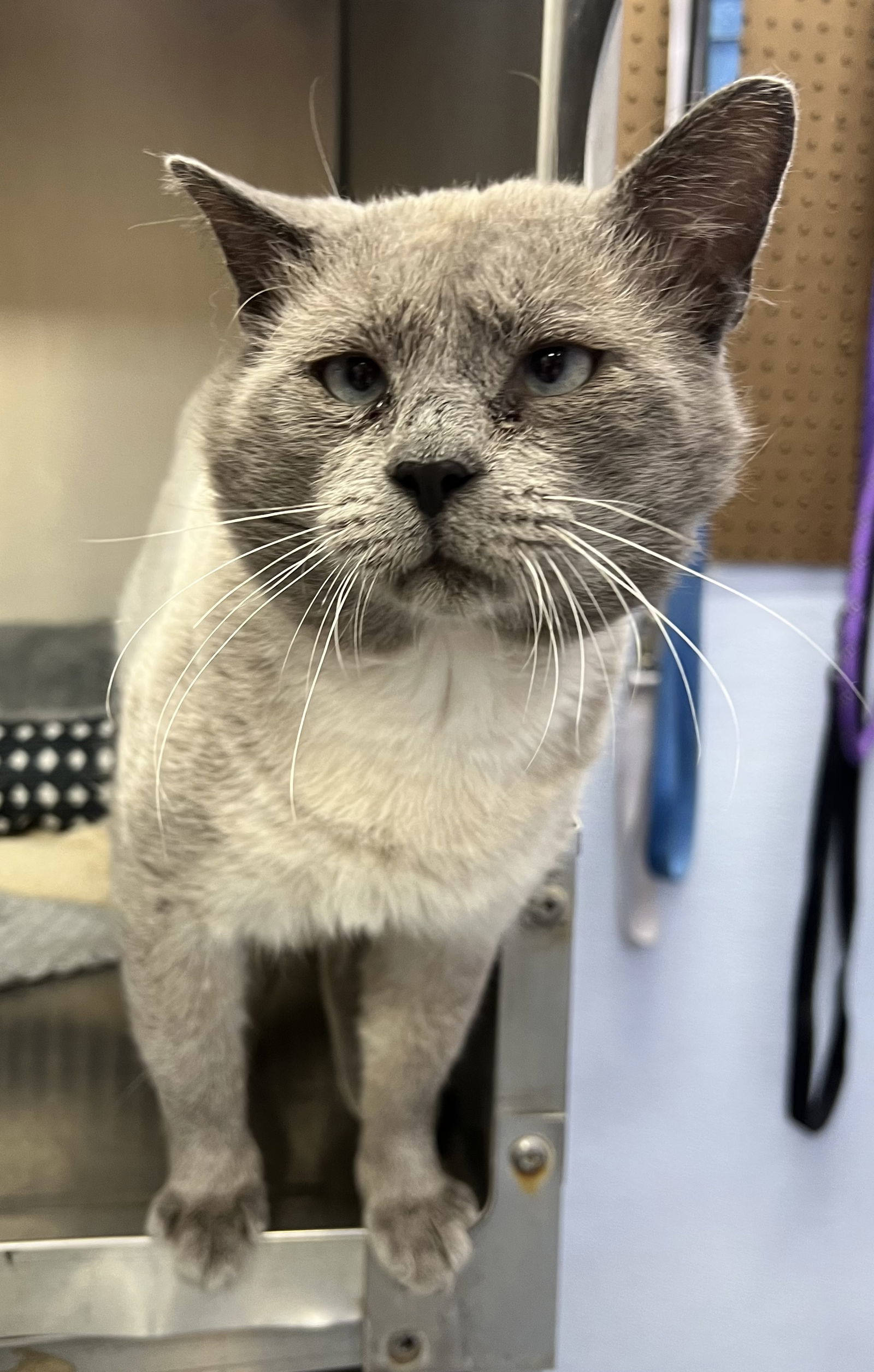Jack 2: FIV+