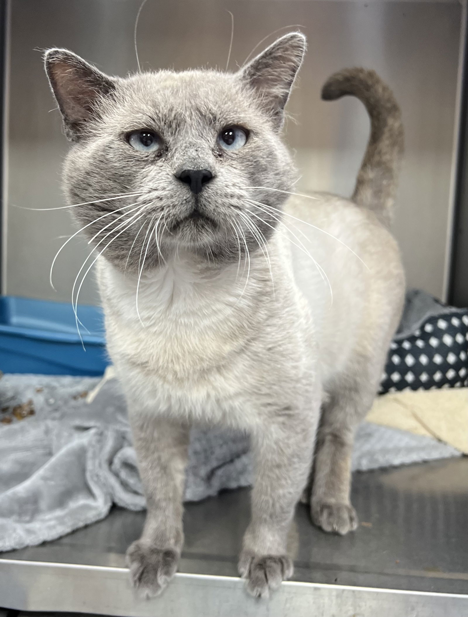 Jack 2: FIV+