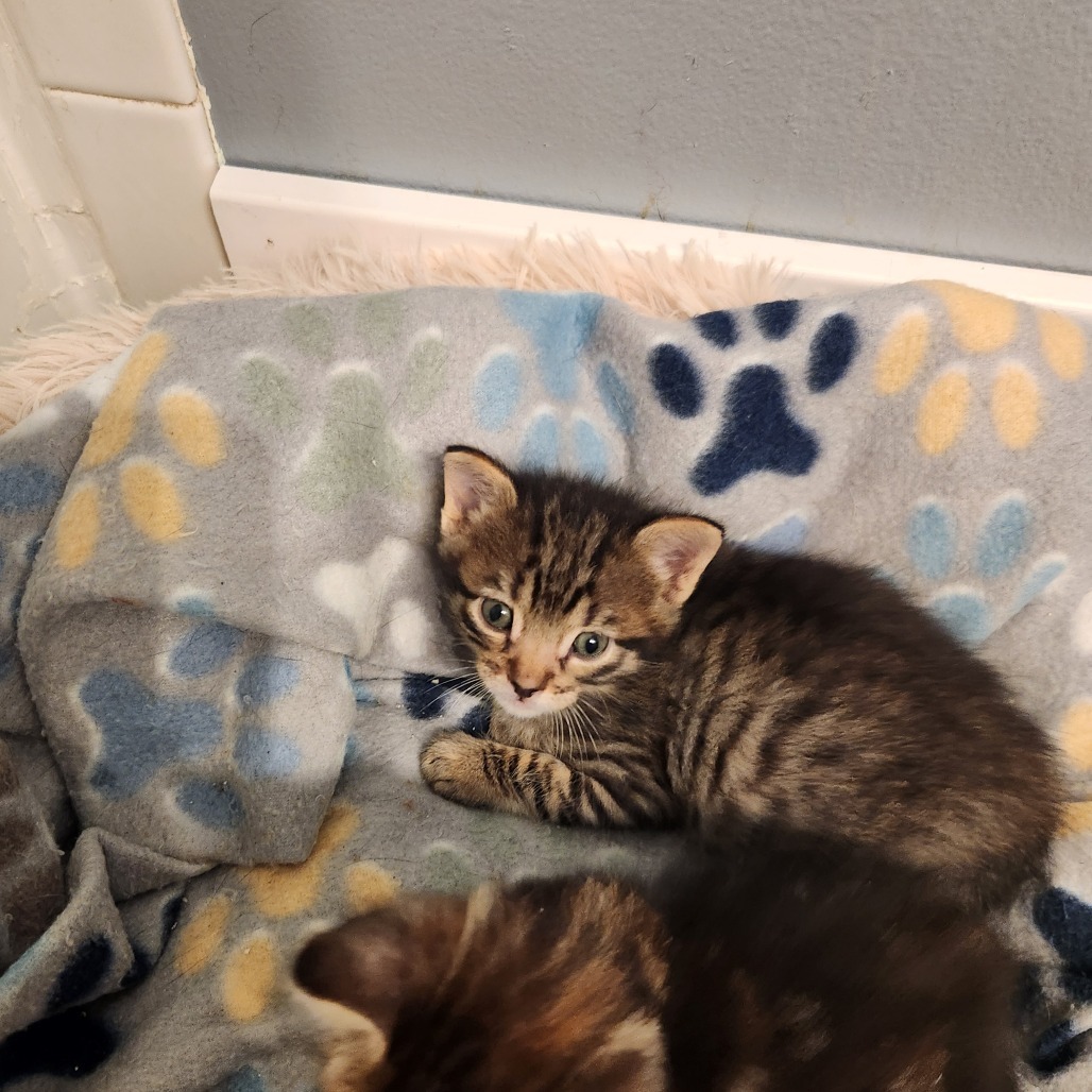 Mowgli